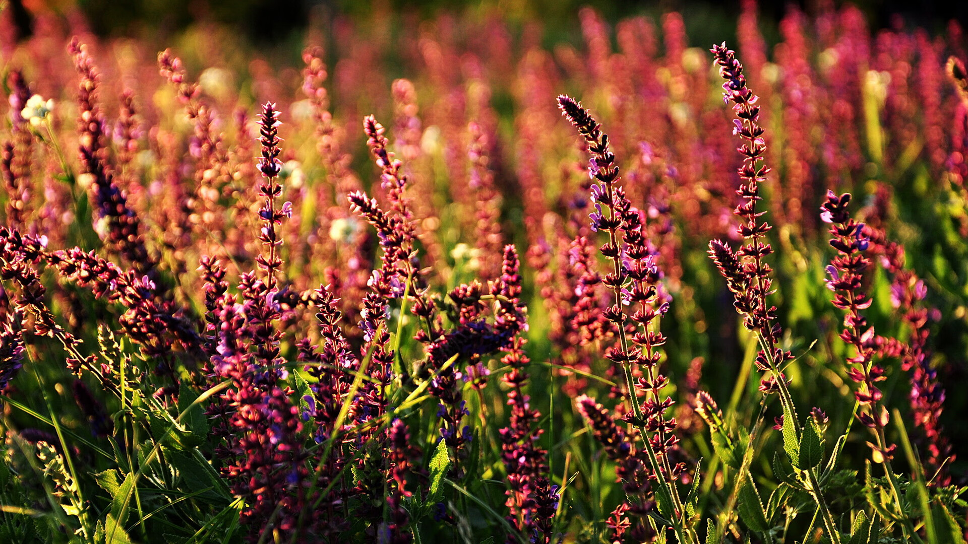 开云APP-库里一剑封喉！老鹰惊险击败广厦，超级巨星的关键时刻就是答案